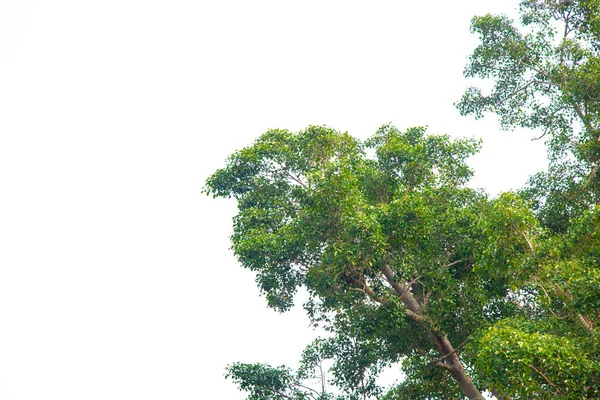 Grüne Bäume auf weißem Hintergrund. — Stockfoto
