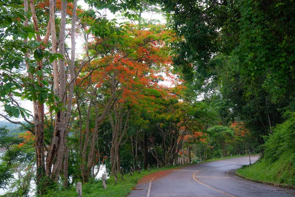 Beautiful The Flame Tree.