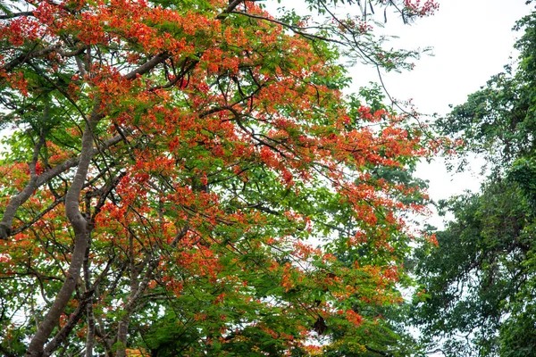 Hermoso el árbol de la llama . — Foto de Stock