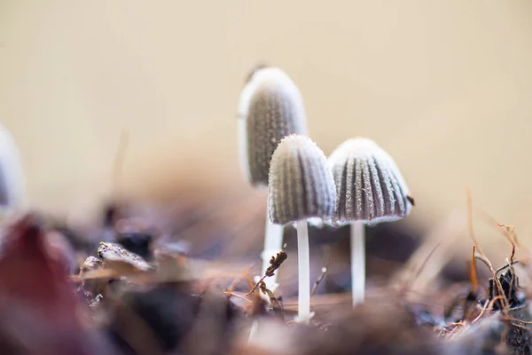 Close up little mushroom in nature. — Stock Photo, Image