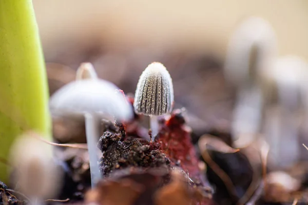 Закрыть маленький гриб на природе . — стоковое фото