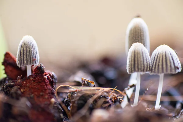 Close up little mushroom in nature. — Stock Photo, Image