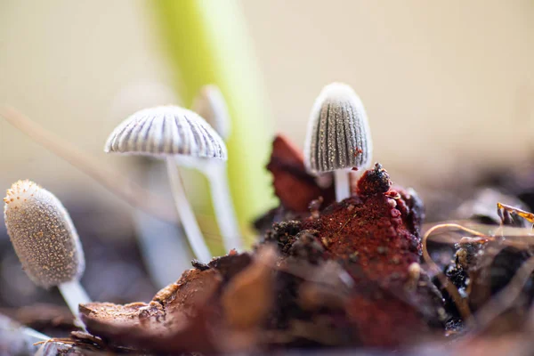 Close up little mushroom in nature. — Stock Photo, Image