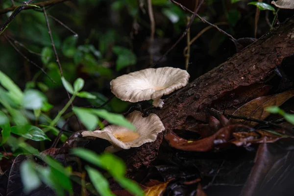 Close up mushroom in nature. — Stock Photo, Image