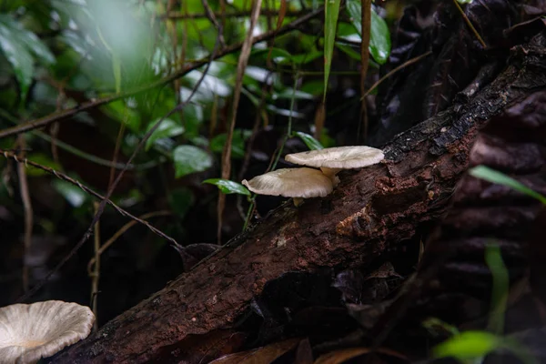 Закрыть грибы в природе . — стоковое фото
