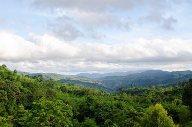 Mavi gökyüzü arka planile yeşil orman.