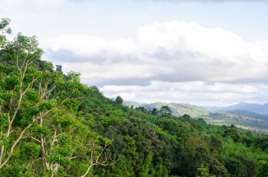 Mavi gökyüzü arka planile yeşil orman.