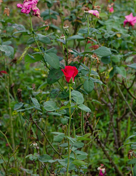 녹색 자연에 빨간 장미 꽃. — 스톡 사진