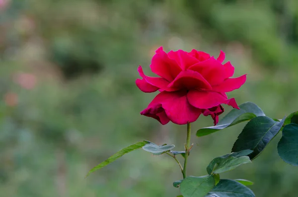 Rudá růže na zelené přírodě. — Stock fotografie