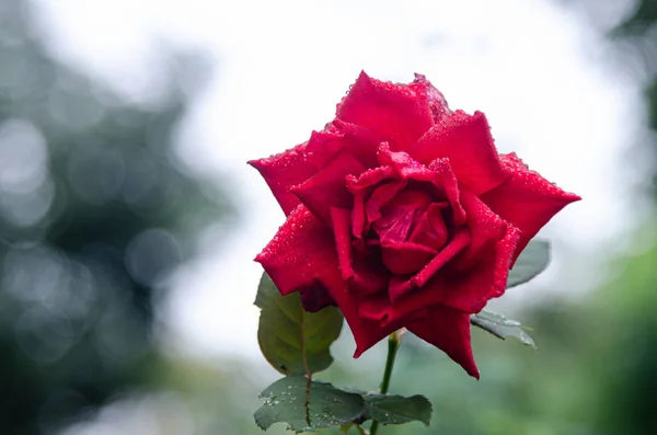 自然背景上的玫瑰花. — 图库照片