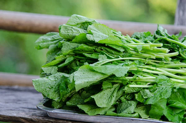 Close up Green leaf mustard vegetable. — Stock Photo, Image