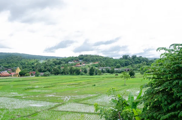 Filde de arroz verde en Amphoe Na Haeo loei . —  Fotos de Stock