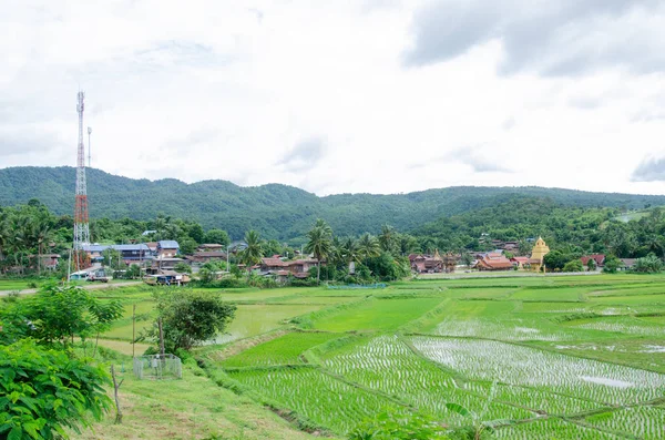 Filde de arroz verde en Amphoe Na Haeo loei . —  Fotos de Stock