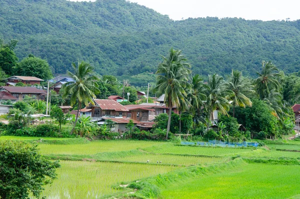 Filde de arroz verde en Amphoe Na Haeo loei . —  Fotos de Stock