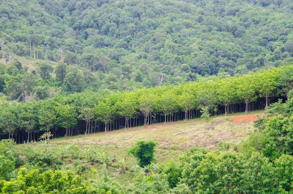 Filde ze zelené rýže v Amphoe na Haeo Loei. — Stock fotografie