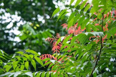 Yeşil orman üzerinde yeşil yaprak.