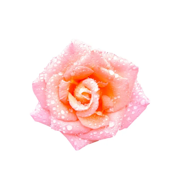 Красиві Рожеві Троянди Квітучі — стокове фото