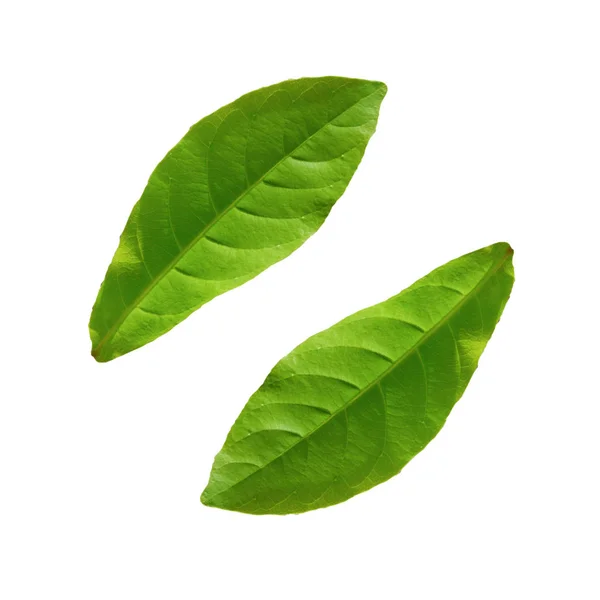 Close up green leaf on white background. — Stock Photo, Image