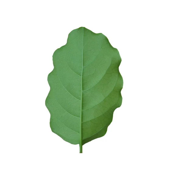 Close-up van groene leaf op witte achtergrond. — Stockfoto