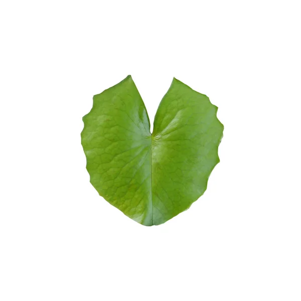 Green leaf lotus on white background. — Stock Photo, Image