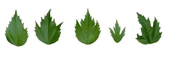 Hibisco verde à esquerda no fundo branco . — Fotografia de Stock