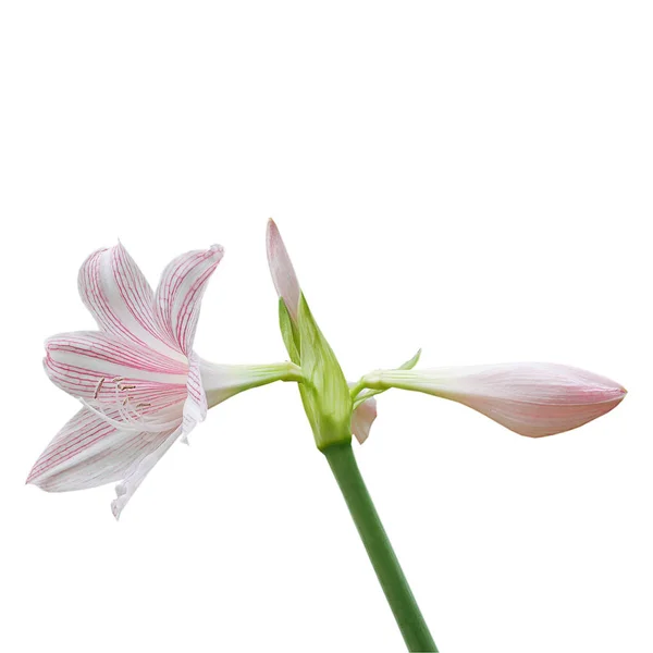 Rosa lila flores estrella sobre fondo blanco . — Foto de Stock