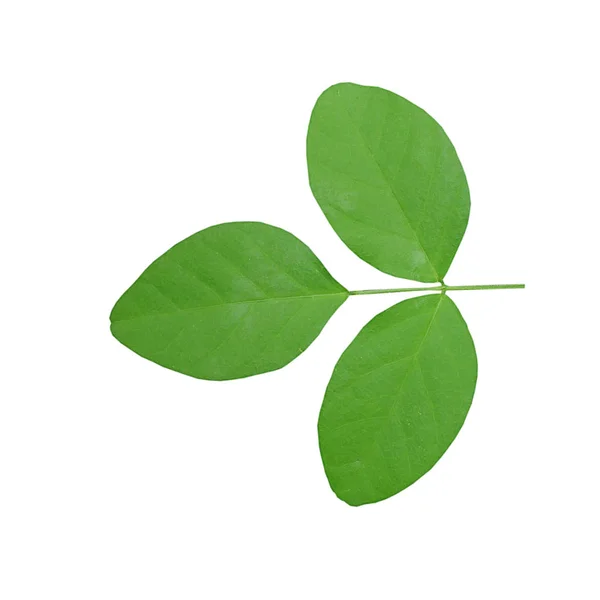 Green leaf on white background. — Stock Photo, Image