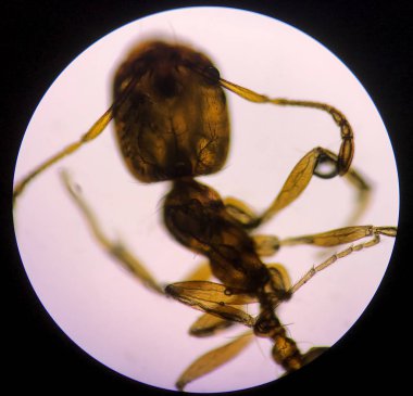 Mikroskop ile yapı karıncayakın.