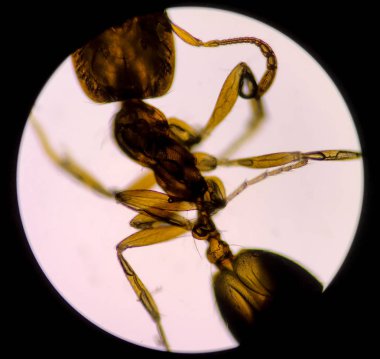 Mikroskop ile yapı karıncayakın.