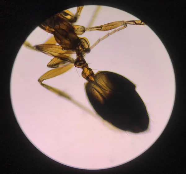 Tutup struktur semut dengan mikroskop . — Stok Foto