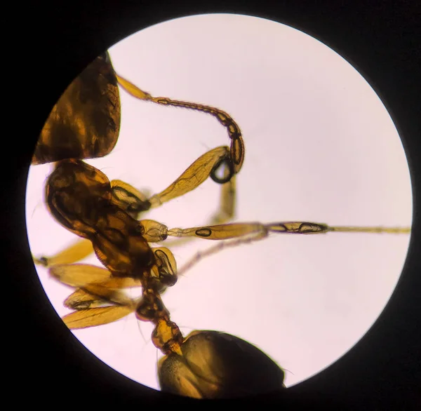 Крупный муравей с микроскопом . — стоковое фото