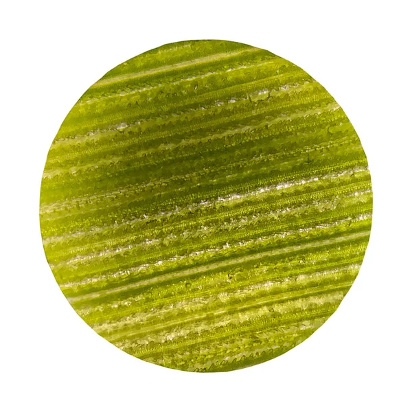 Células em plantas de folha verde com microscópio . — Fotografia de Stock