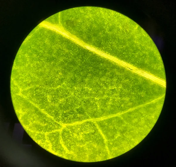 현미경을 가진 녹색 잎 식물에 세포. — 스톡 사진