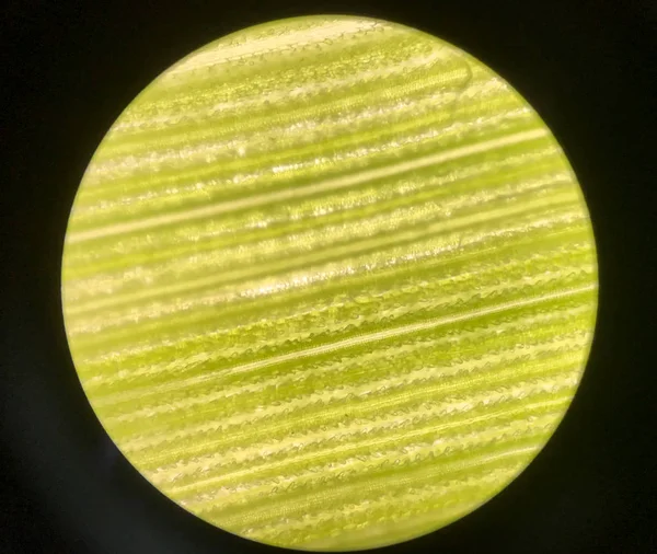 Клетки на зеленых листьях растений с микроскопом . — стоковое фото