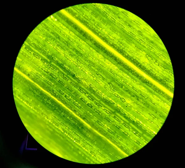 Celule pe plante cu frunze verzi cu microscop . — Fotografie, imagine de stoc