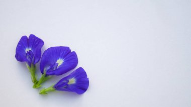 Beyaz zemin üzerine bezelye çiçekler.