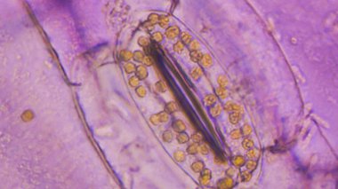 Tradescantia spathacea stomata kadar yakın.