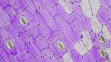 Tradescantia spathacea stomata kadar yakın.