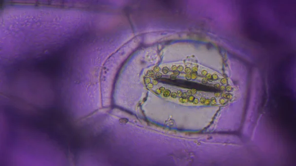 特写 Tradescantia spatha stomata. — 图库照片