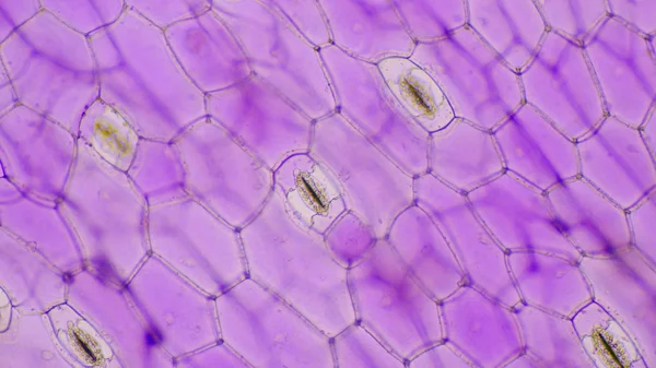 特写 Tradescantia spatha stomata. — 图库照片