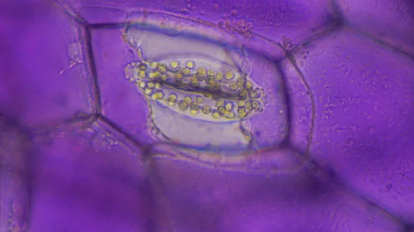 Tradescantia spathacea stomata kadar yakın. — Stok fotoğraf