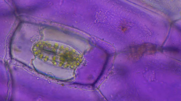 Закрыть Tradescantia spathacea stomata . — стоковое фото