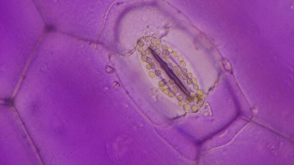 Close up Tradescantia spathacea stomata.