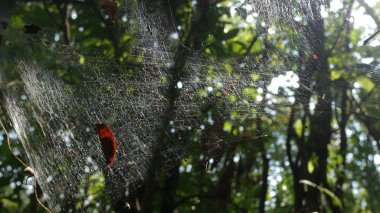Yeşil ormandaki yeşil ağaçlar.