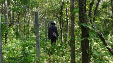 Yeşil ormandaki yeşil ağaçlar.