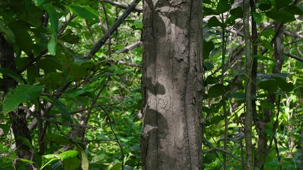 Groene bomen op het groene bos. — Stockfoto