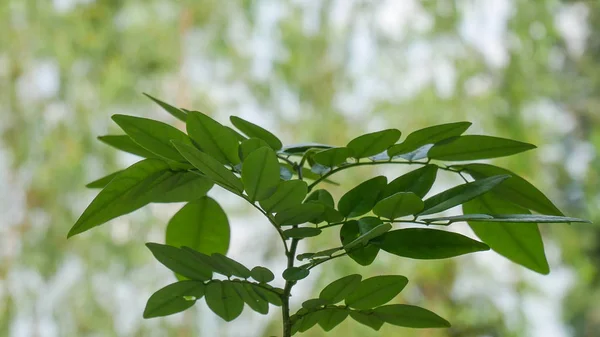 Grünes Blatt auf grünem Naturhintergrund. — Stockfoto