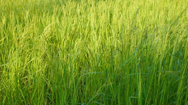Grüner Reis im thailändischen Anbaukonzept. — Stockfoto