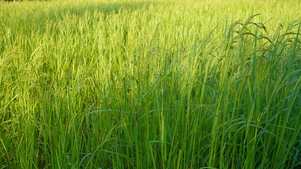 Grüner Reis im thailändischen Anbaukonzept. — Stockfoto