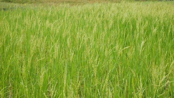 Grüner Reis im thailändischen Anbaukonzept. — Stockfoto